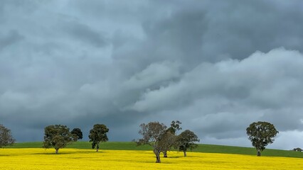 Canola field with dramatic stormy cloudy sky