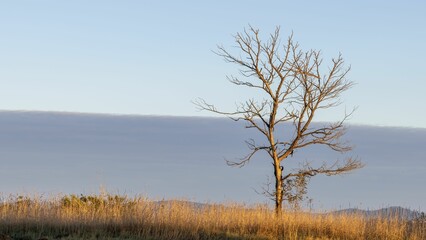Fototapeta premium Dead tree at sunrise with warm light on dry grass and bank of cloud in background