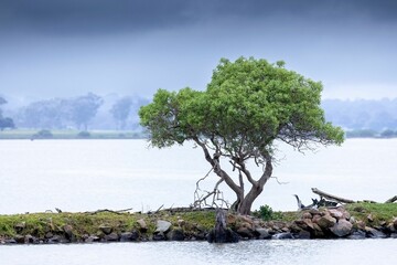 Lone tree on edge of lake with fog and storm clouds