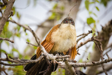 Close up image of a Burchell's Coucal in a national park in South Africa