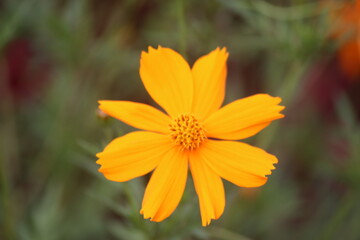 the beauty of yellow kenikir flowers