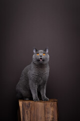 gray british shorthair cat sitting on wooden podium looking shocked or surprised on brown...