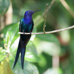 Swallow-tailed Hummingbird (Eupetomena macroura) perched on a branch. square photo
