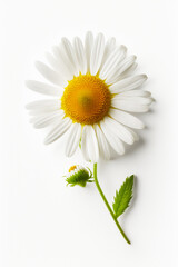 White flower with yellow center and green stem on white background. Generative AI.