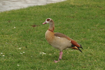 gęś egipska pozuje na trawniku © Waclaw