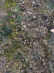 Steiniger Boden mit Gras und Frost