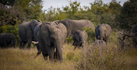 Fototapeta premium Close up image of an African Elephant in the greater Kruger area in Mpumalanga in South Africa
