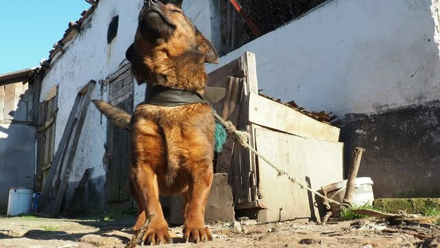 Red dog on a leash. The dog jumps, rejoices, clings to the ground and waves its tail. Rural life. Dog guarding the household. Vivacious animal. March, Serbia, Sremska Mitrovica, Chalma. Doghouse