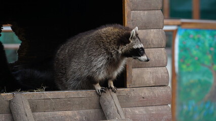 Raccoon, coati, nasua nasua. raccoons in captivity