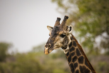 Close up image of a Giraffe in a national park in South Africa