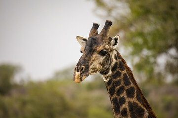 Close up image of a Giraffe in a national park in South Africa