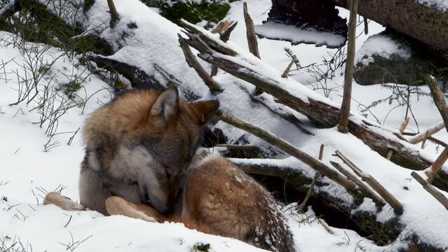 A mesmerizing video captures a wolf resting in the midst of a winter forest. With a peaceful aura, the wolf's calm demeanor evokes awe and tranquility.