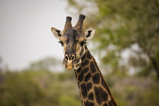 Close up image of a Giraffe in a national park in South Africa