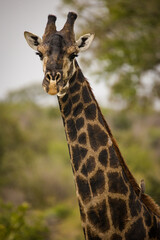 Close up image of a Giraffe in a national park in South Africa