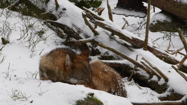 A mesmerizing video captures a wolf resting in the midst of a winter forest. With a peaceful aura, the wolf's calm demeanor evokes awe and tranquility.