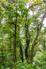 Fototapeta na wymiar dense rain forest in Costa Rica