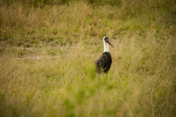 Close up image of a White stork in a national park in South Africa