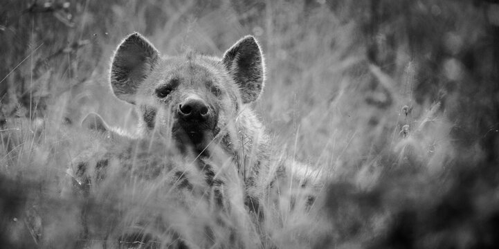 Close up image of a Spotted Hyena in the Greater Kruger park in Mpumalanga in South Africa.