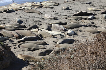 seals resting on the sand 