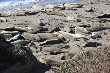 seals sunbathing on the beach