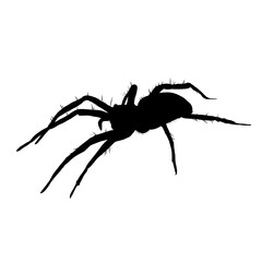 spider silhouette isolated - vector illustration	