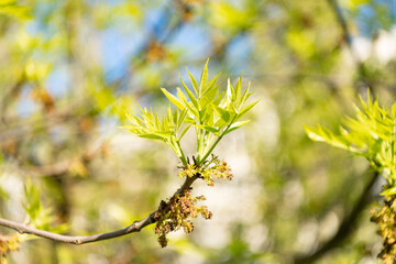 spring green leaves. spring green leaves in nature. spring green leaves of sprout.