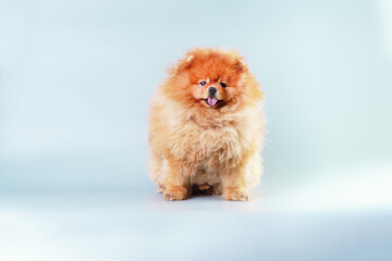 Hairy dog spitz in front of a light background sitting looking at the camera. Studio photo