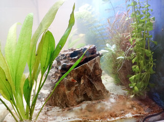decoración de acuario para peces con rocas y plantas