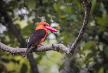 Brown-winged kingfisher bird photo.It is found along the north and eastern coasts of the Bay of Bengal, occurring in the countries of Bangladesh and India.
