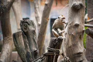 Monkey sitting on a tree in the zoo forest, and a lots of trees on there