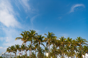 Fototapeta na wymiar tropical summer palm tree, copy space. tropical summer palm tree outdoor.