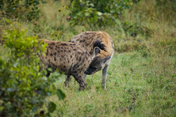 Naklejka na ściany i meble Close up image of a Spotted Hyena in the Greater Kruger park in Mpumalanga in South Africa.