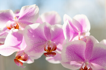 orchid flower. orchid flower pink color. orchid flower blooming on branch.