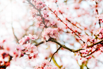Cherry blossom during springtime with bright daylight