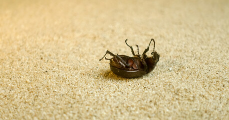 bug upsidedown on the sand 