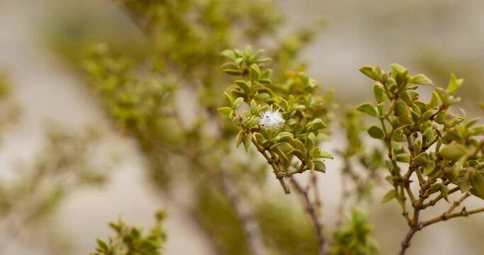 Creosote bush, gently swaying in the desert wind