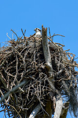 Osprey Nest in Honeymoon Island State Park, Florida
