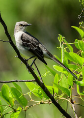 Mockingbird in Honeymoon Island State Park, Florida