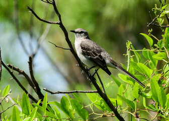 Mockingbird in Honeymoon Island State Park, Florida