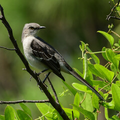 Mockingbird in Honeymoon Island State Park, Florida