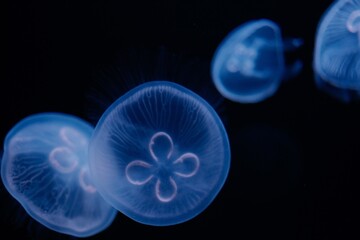 Obraz premium クラゲ