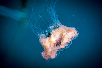 jelly fish 