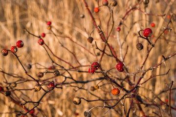 Abstract dry rosehip berries - natural background