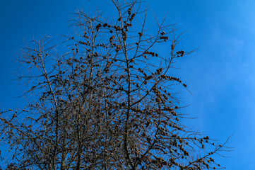 Larch cones in spring against the blue sky.