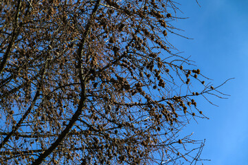Larch cones in spring against the blue sky.