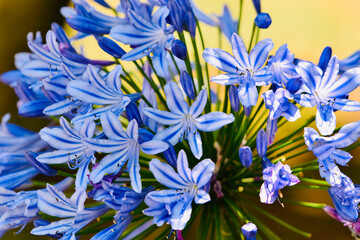 blue and yellow flowers