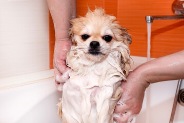 Pomeranian takes a shower. Spitz in the bathroom in soapy foam