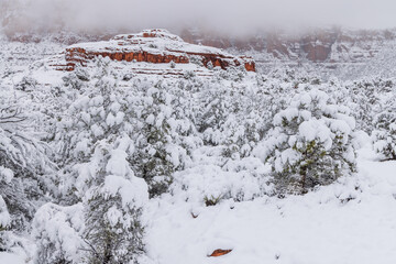 Heavy Snow Blankets Trees in Sedona Arizona in Winter