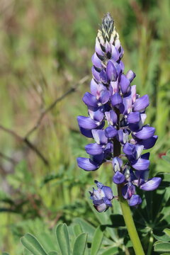 Blue flowering terminal indeterminate raceme inflorescence of Lupinus Succulentus, Fabaceae, native annual monoclinous herb in the Santa Monica Mountains, Transverse Ranges, Winter.