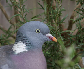 Close up of a pigeon hiding under rosemary bush